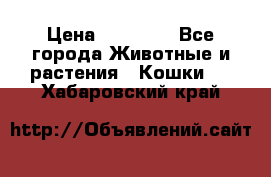 Zolton › Цена ­ 30 000 - Все города Животные и растения » Кошки   . Хабаровский край